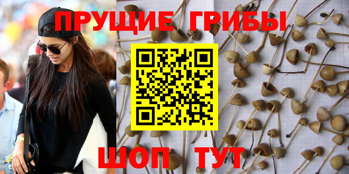 Галлюциногенные грибы Psilocybine cubensis Спасск-Дальний